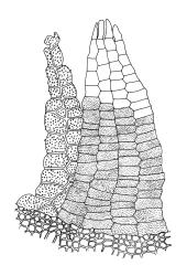 Orthotrichum graphiomitrium, peristome detail.
 Image: R.C. Wagstaff © All rights reserved. Redrawn with permission from Lewinsky (1984). 